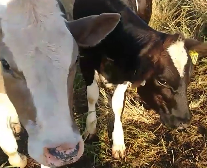 Lucy still wears her tags and Renee still has holes in her ears