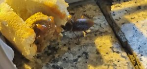 I would always pick the cockroach over the caterpillar